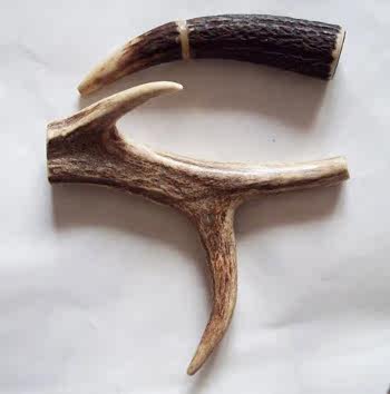 鹿角,别名斑龙角(《本草纲目》),为鹿科动物梅花鹿或马鹿已骨化的老角