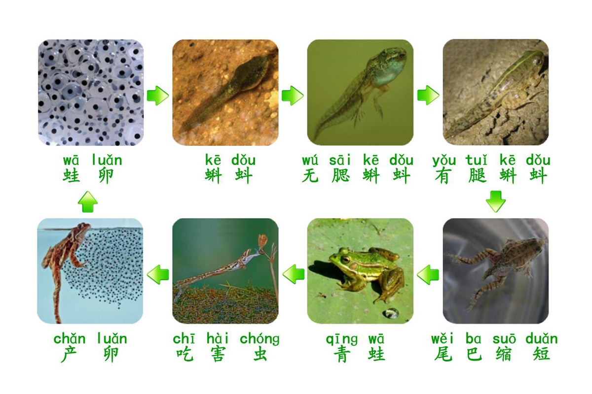 幼儿园教学玩具safari正品青蛙生命(生长)周期 小蝌蚪找妈妈特价