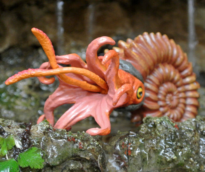 美国safari正品海洋生物系列鹦鹉螺菊石模型玩具摆件道具鱼缸装饰