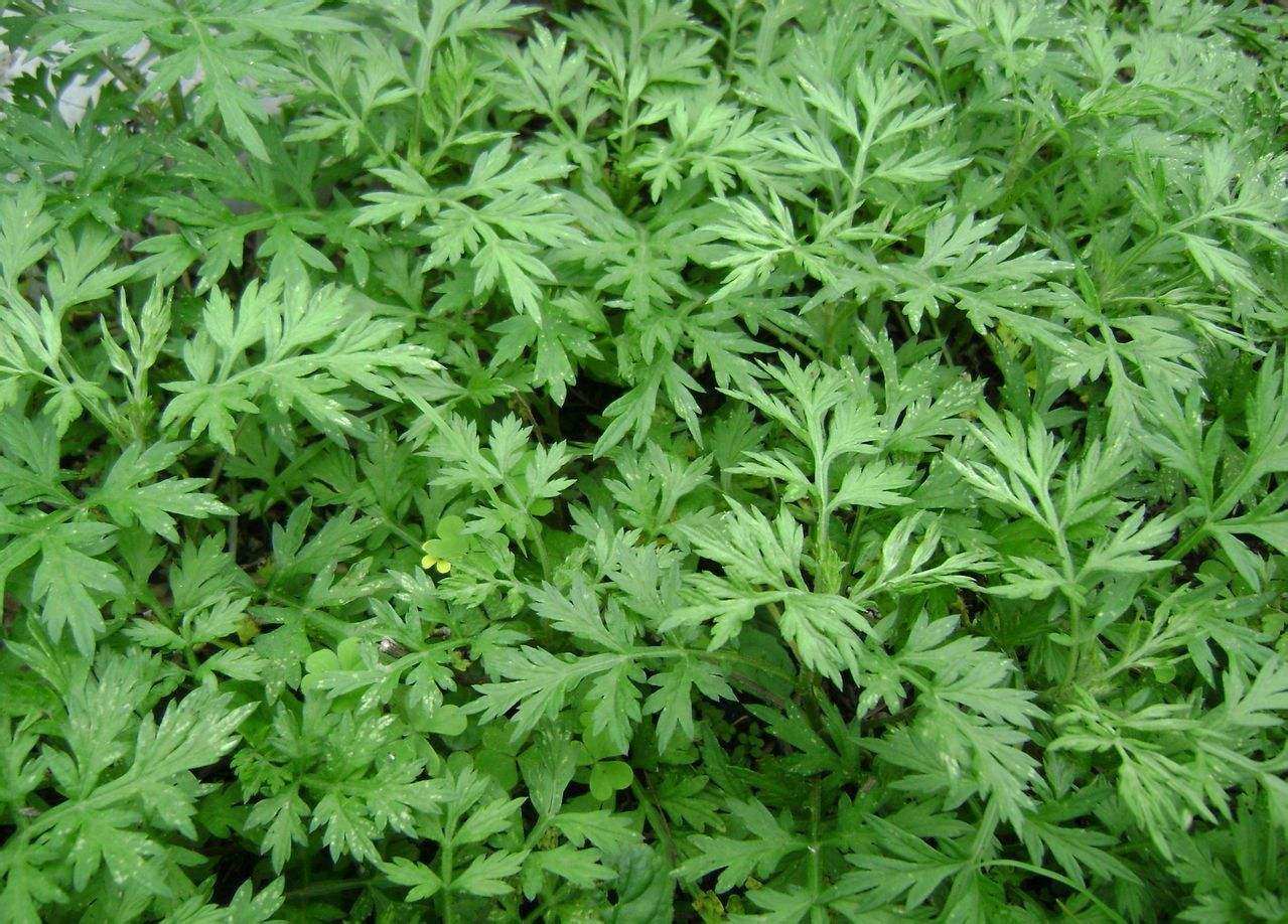 旅行皂胖石头专属订制艾草清肤皂旅行装沐浴清洁