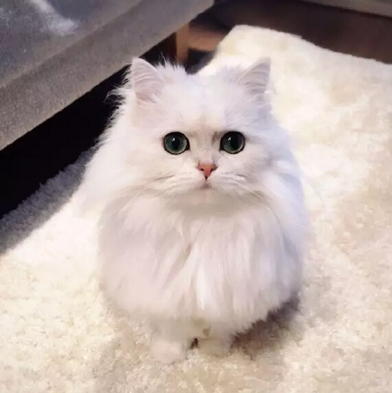 洁白的毛发和白地毯融为一体,蓬松的像一个毛球,只想对它亲亲抱辟举