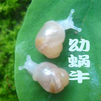 Pet snail living white jade snail giant small snail student kindergarten dormitory science experiment breeding beauty
