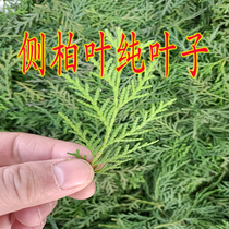 Fresh pick found fresh cypress leaves cypress leaves clean cypress leaves no branches hair care black hair hair care