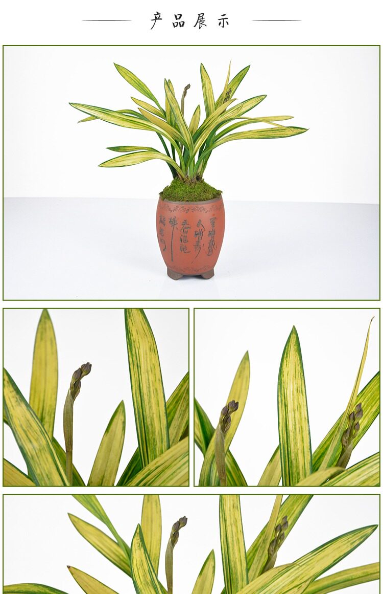 兰花苗墨兰 黄金万两 精品线艺荷瓣盆栽花卉室内绿植种子观叶植物