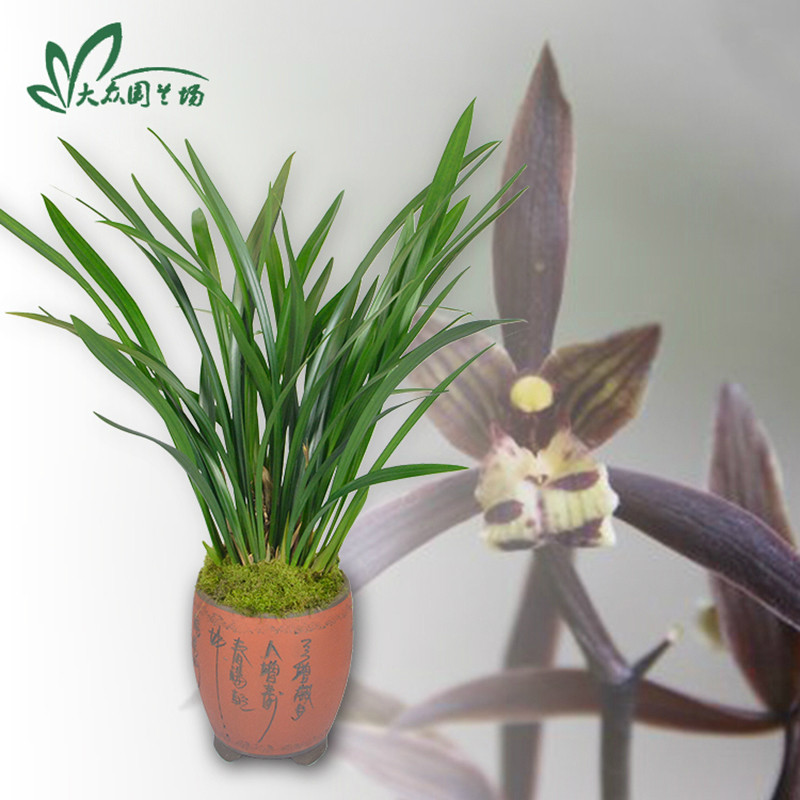 墨兰兰花苗带花苞 企黑 盆栽花卉观叶植物绿植办公室室内阳台_7折现价