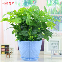 Fake flower plant ground potted simulation green leaf bonsai home accessories living room bedroom decoration ornaments