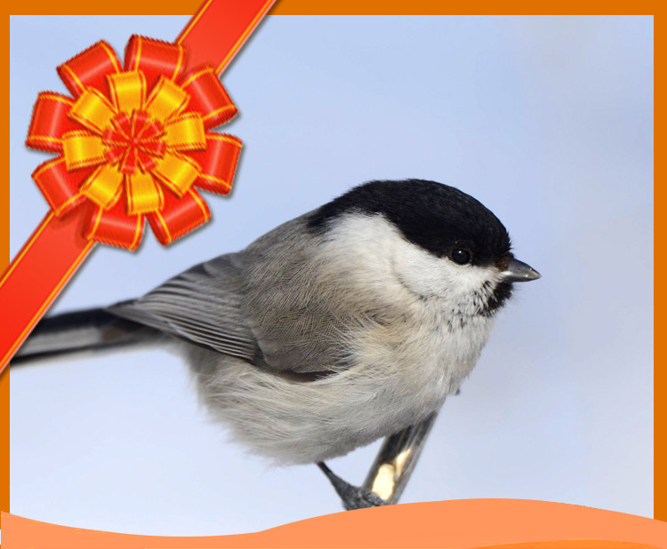 正品红子鸟食开元贝子点子黑子基础料开食特价饲料柳莺包邮