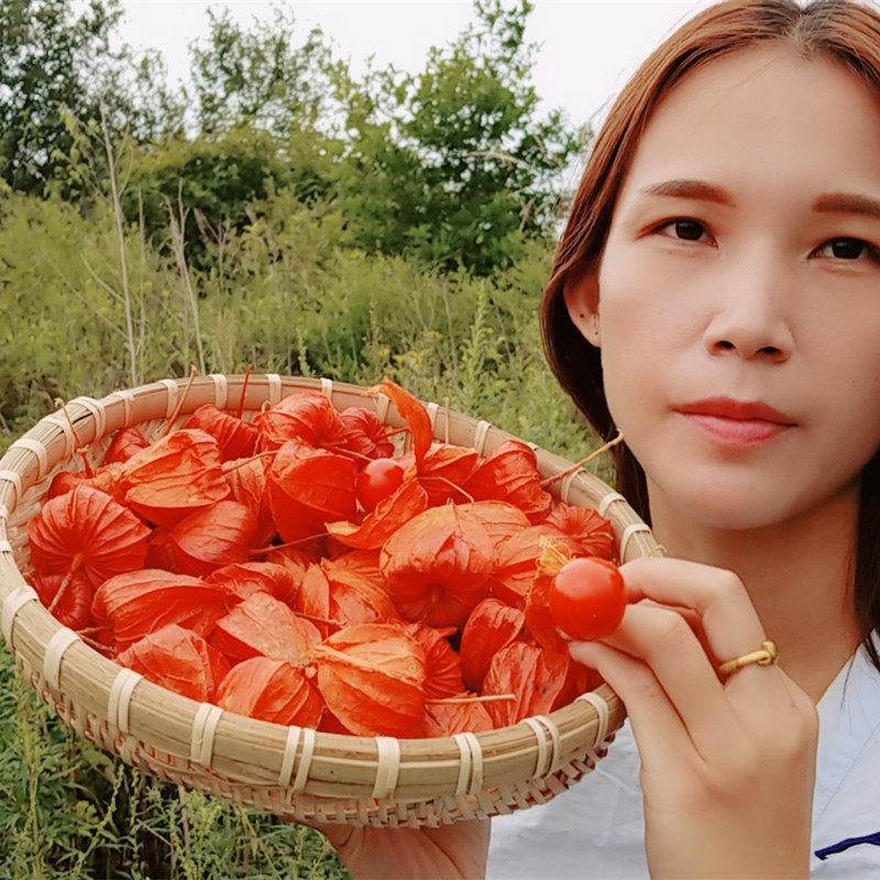 东北长白山野生新鲜红姑娘苦菇娘山姑鸟锦灯笼挂金酸浆35两斤包邮