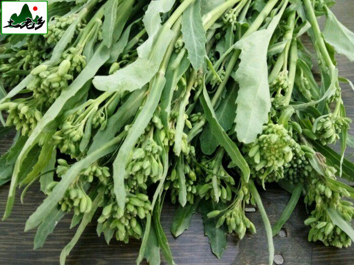 新鲜芥兰菜小芥蓝农家自种本土蔬菜时令菜青菜鲜芥菜苔菜心500g装