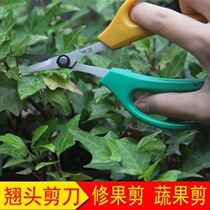 Grape repair scissors farmers help grape scissors head head vegetables and fruit potted fruit potted branch scissors fruit scissors