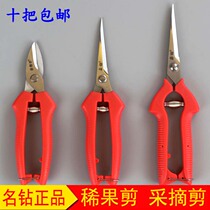 Famous drillers and helpers grilled fruits and vegetables citrus shears stainless steel gardening pointed scissors