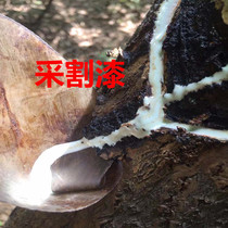 Tizhuang paint Wipe varnish Hand paint Raw paint Earth paint paint to increase the finish brightness Fast drying effect is good