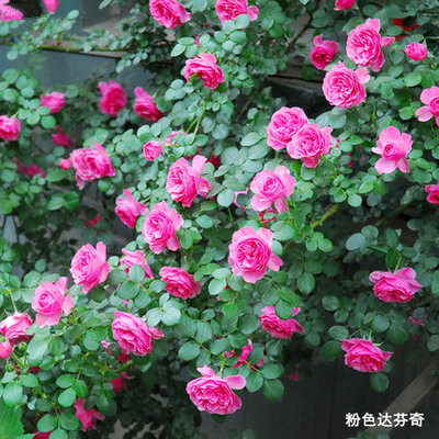 欧月多花蔷薇 粉色达芬奇 丰花型阳台藤本月季花苗 粉达攀援月季_7折