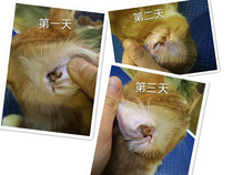 Tentabull Pet Drop Ear Oil Dog Drip Ear Mite Germicidal Dog Cat Universal 60ml