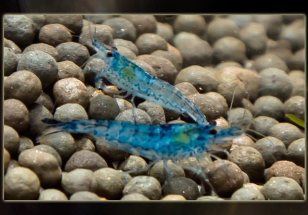 三利水族 蓝丝绒虾 观赏虾 宠物虾 米虾 观赏虾活体满包邮包损_双氙