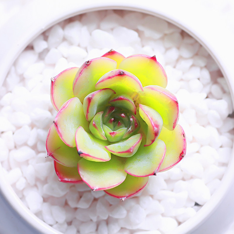 樱桃 多肉植物 绿植盆栽办公室桌面植物防辐射绿植花卉肉_7折现价3.