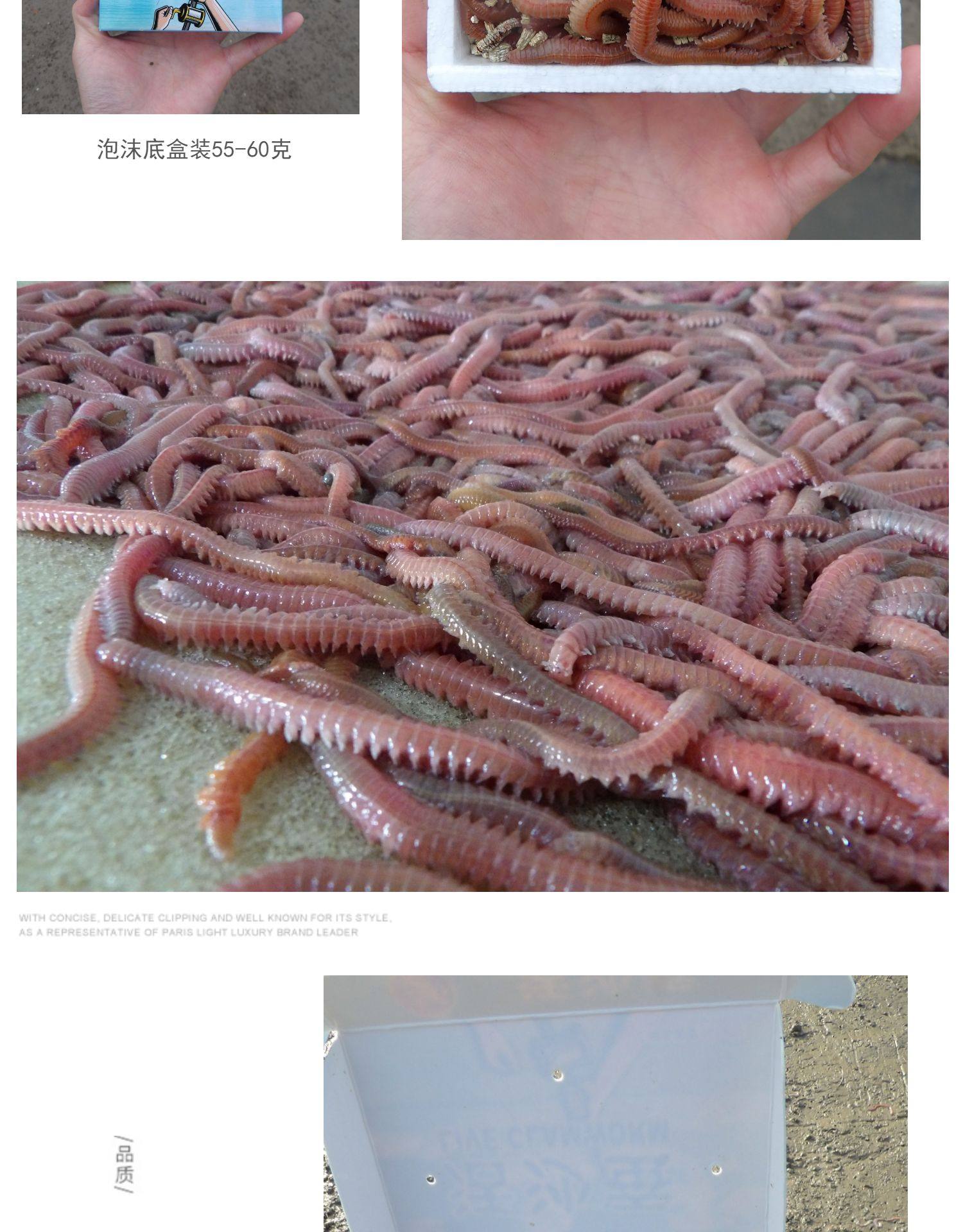 【顺丰包邮】沙蚕活沙蚕红虫 海蚯蚓海蜈蚣海蚂蝗 海钓鱼饵料