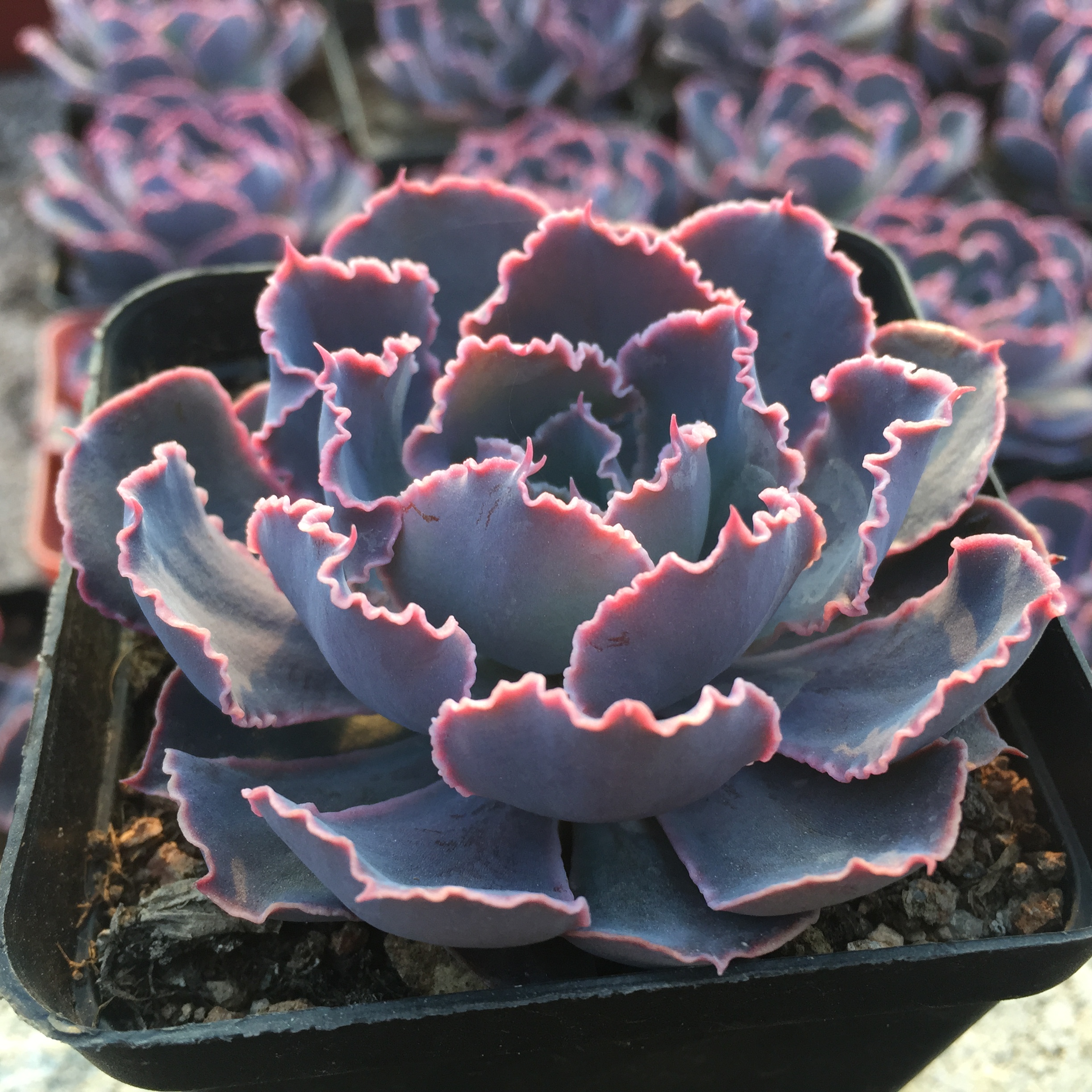 多肉植物祗园之舞晚霞之舞室内多肉组合盆栽防辐射绿植花卉满额包_7折