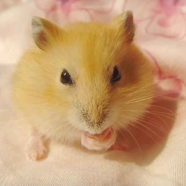 你不知道的布丁仓鼠喂食要求