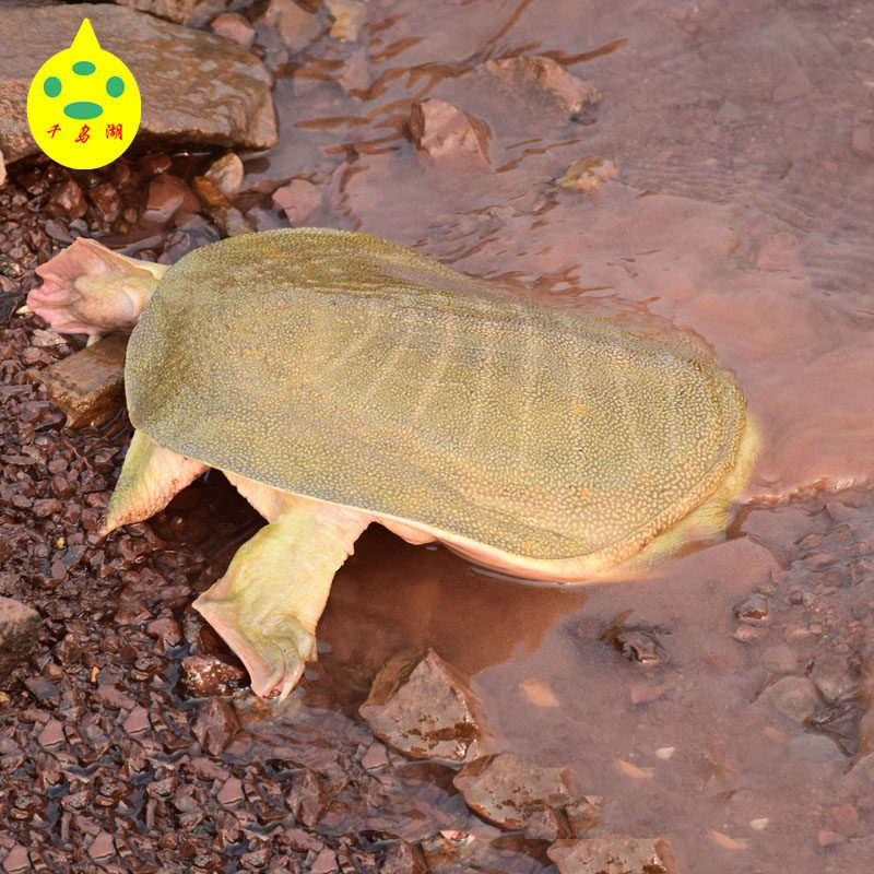 千岛湖原生态有机甲鱼3年4年600g
