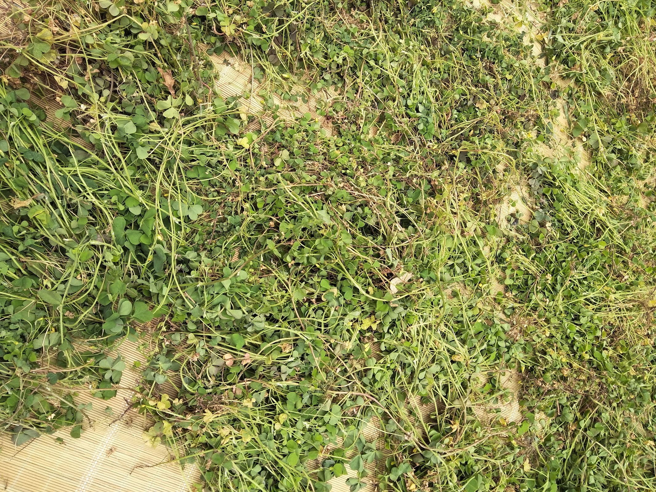 野生新货黄花酢浆草醡浆草炸酱草酸浆草斑鸠酸三叶草2份包邮