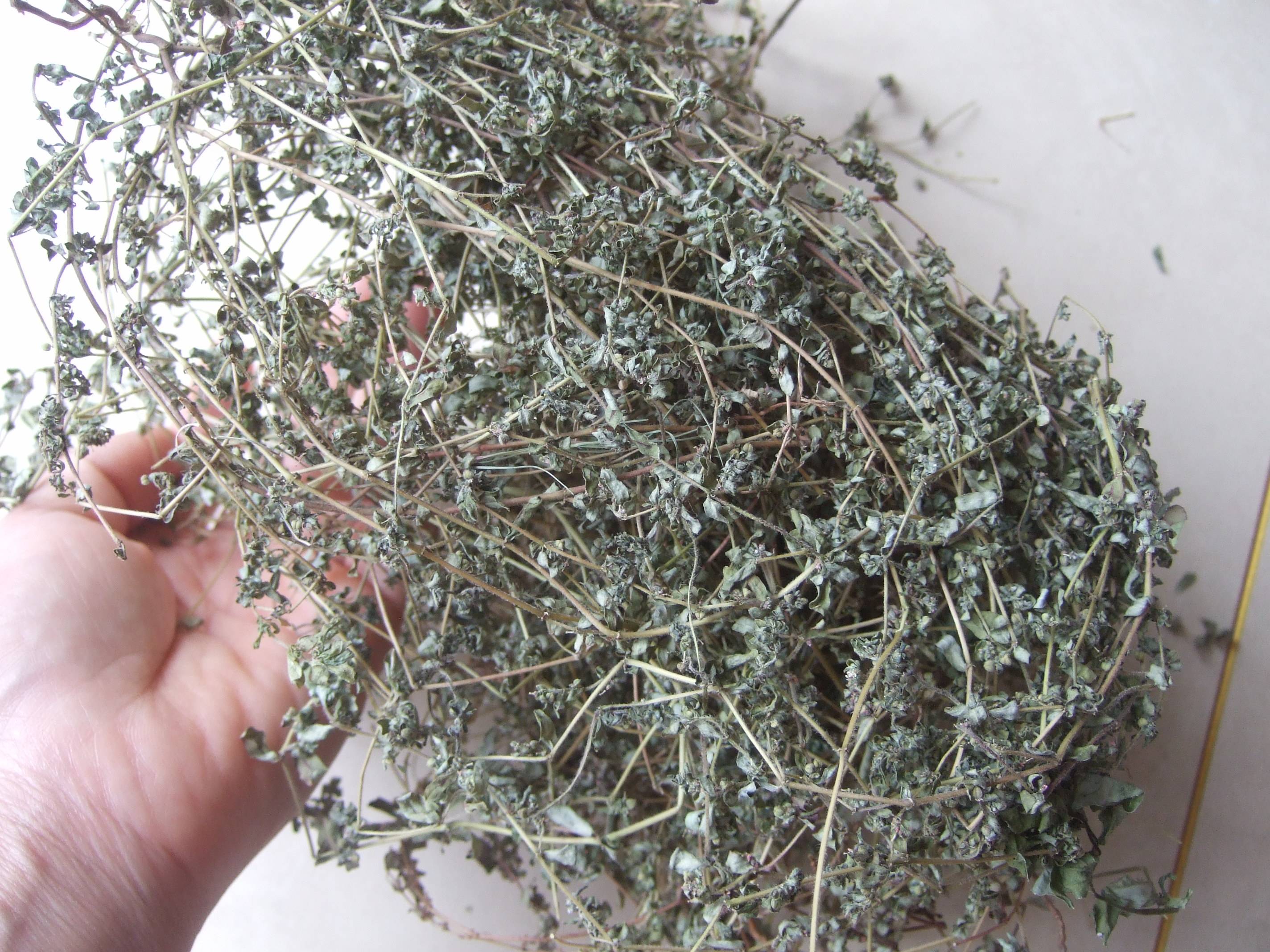 野生 地锦草 血见愁 卧蛋草 铺地草 奶浆草 中药材 一斤包邮