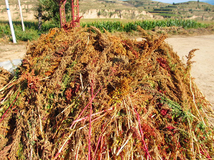 藜麦 五台山杂粮非秘鲁农家黎麦 宝宝辅食500g满包邮 天然藜麦米