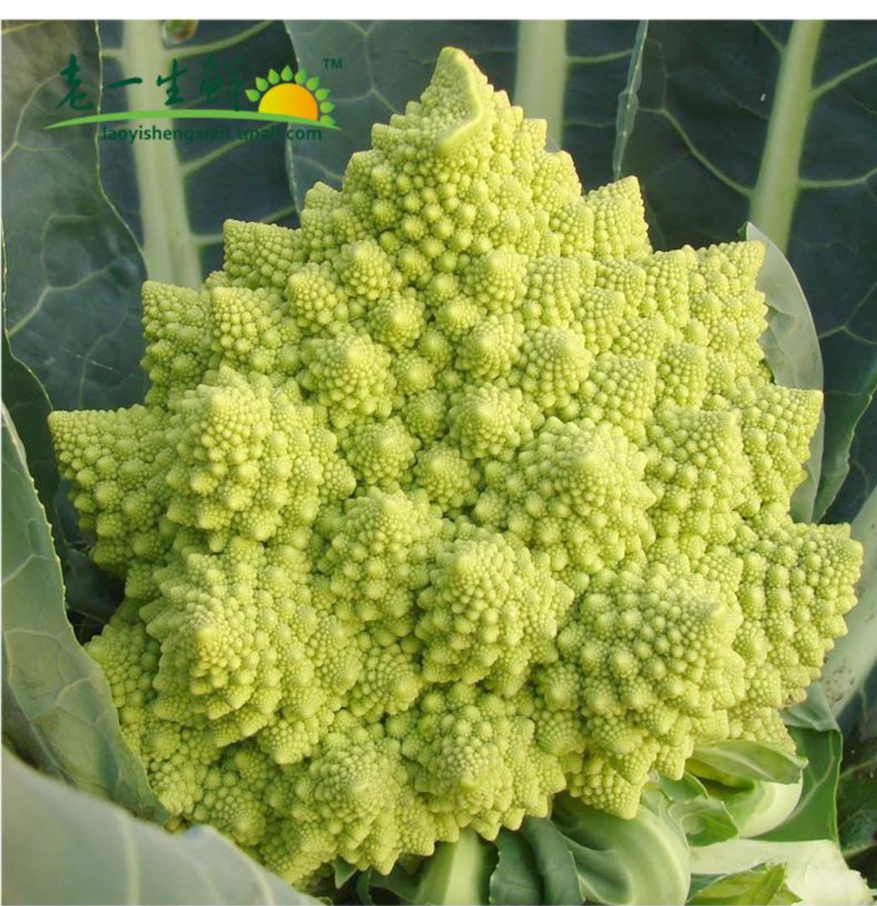 【老一生鲜】新鲜蔬菜 罗马花椰菜 宝塔菜 1颗约600g左右