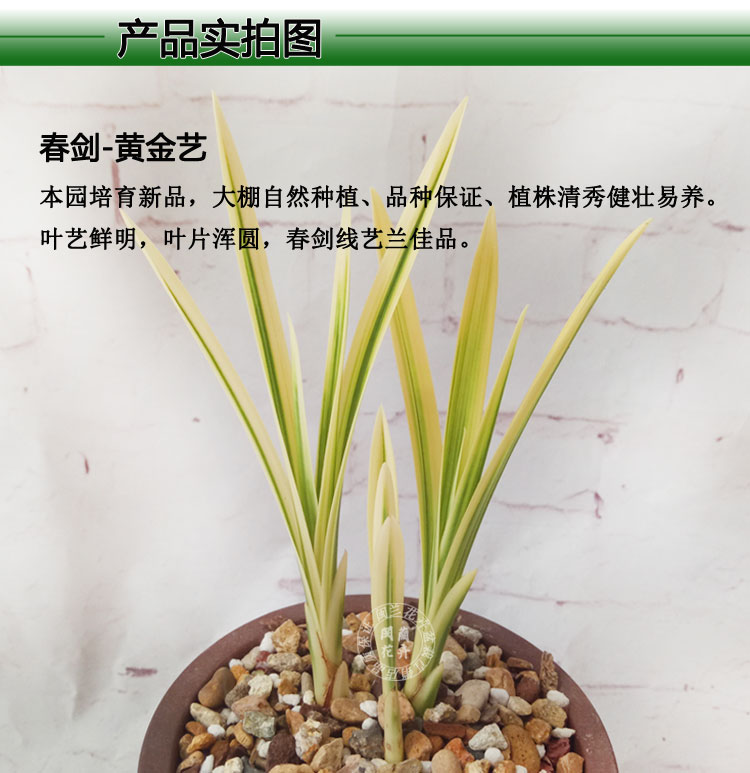 兰花春剑黄金艺富贵金龙 线艺兰中透 室内外花卉绿植盆栽包邮
