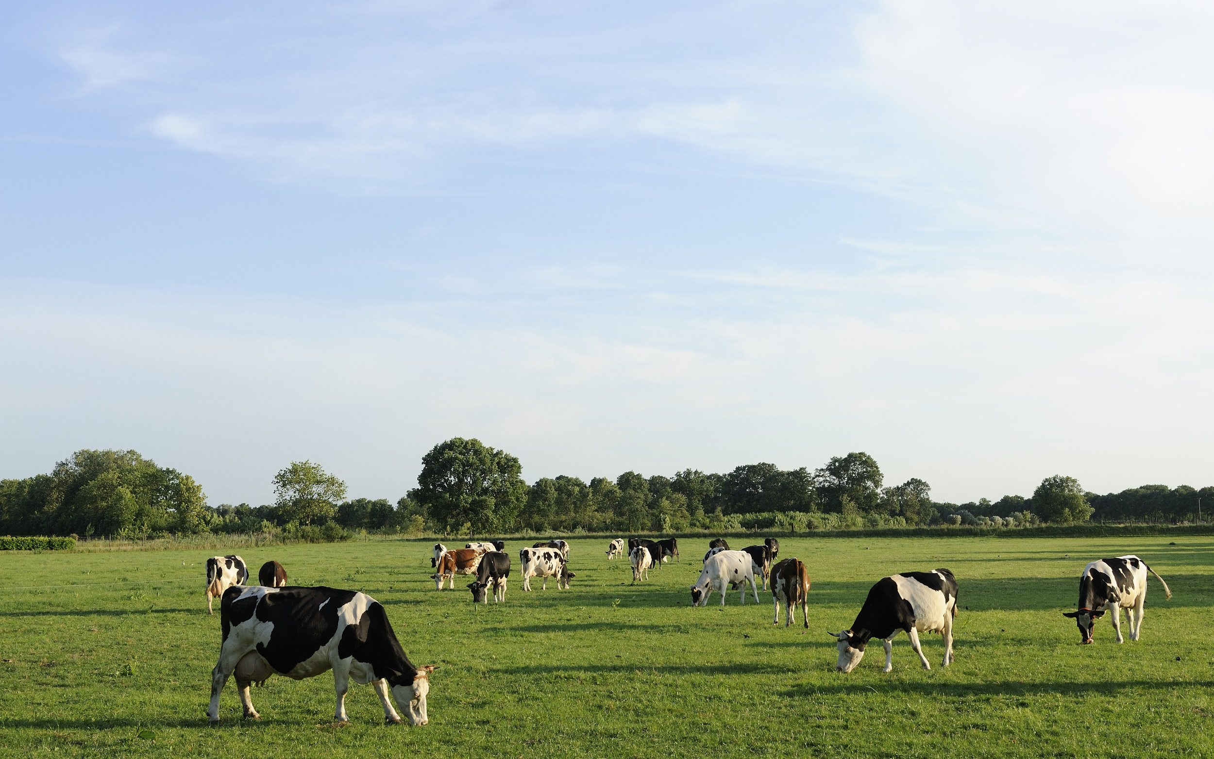 欧洲畜牧业发达,温带海洋性气候让牧草鲜嫩多汁,造就