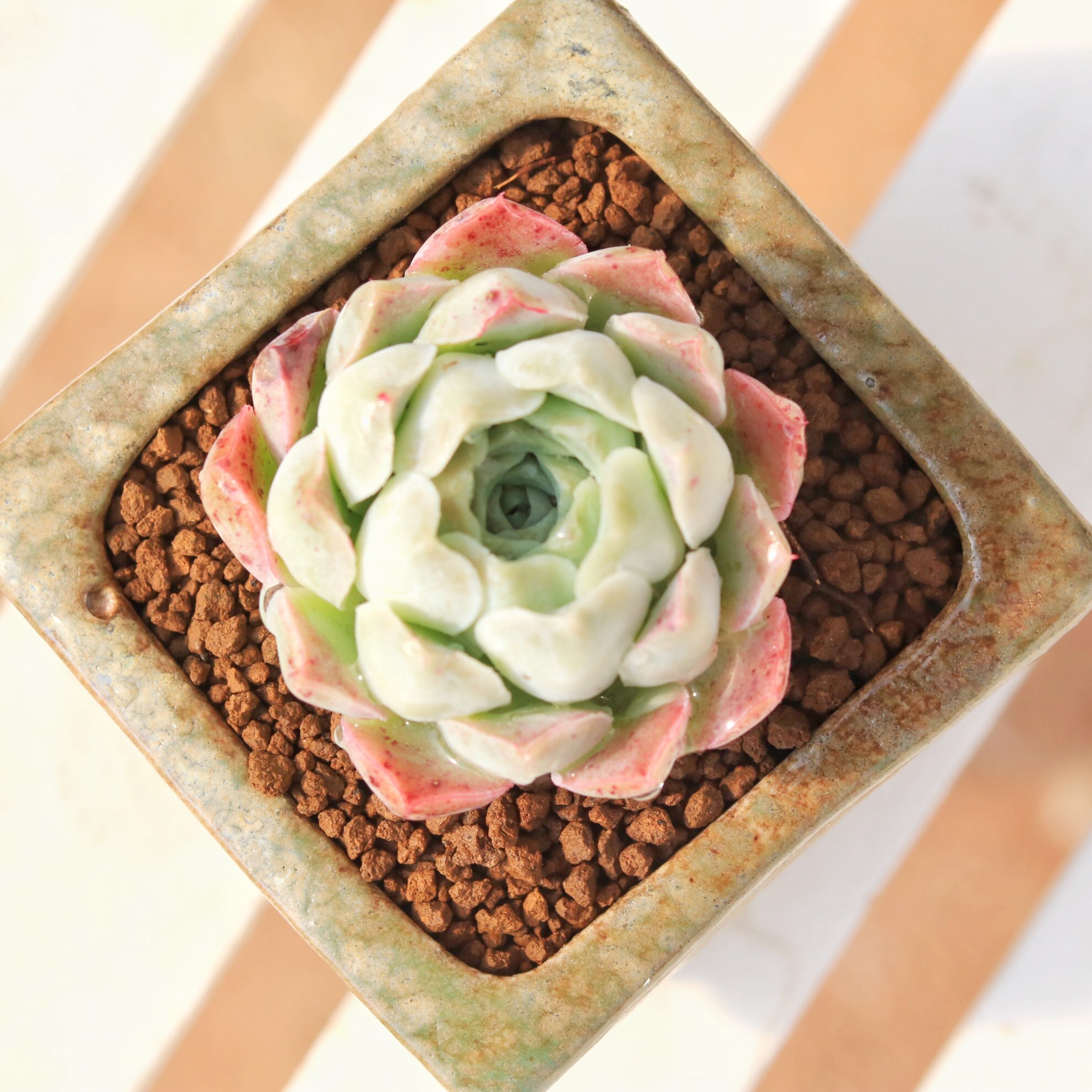 沁心多肉植物云南多肉组合盆栽微景观乌卅里