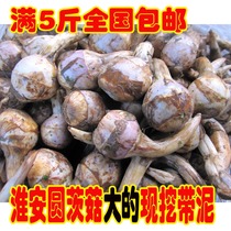 Mushroom 10 month fresh Huaian round mushroom 500 grams (Big Head) Bud mushroom swallowtail grass white horseshoe mushroom