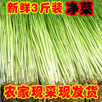 Water celery 10 month Su North fresh vegetables 1500g (clean vegetables) small leaf wild water celery Sprouts Farmers self-growing