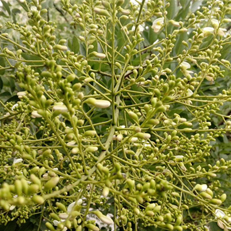 中药材槐米 槐花米 新货槐米 生槐花米茶国槐不是洋槐花茶包邮