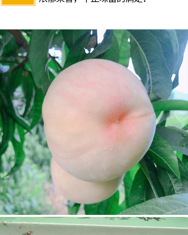 白桃新鲜水果蒙阴秋白桃大白桃脆甜水蜜桃雪桃5斤白玉桃大桃