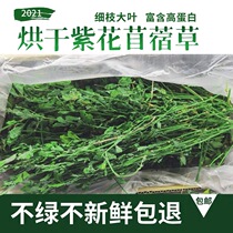 2021 New stubble alfalfa seedlings Hay rabbit Chinchow pig grass grain young rabbit grass gross weight 1000g