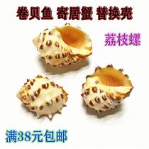 Natural sea screw shell yellow lychee screw befish sojourn crab replaced the shell aquarium decoration