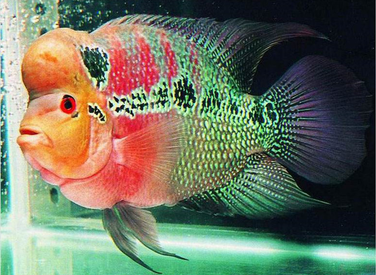 罗汉鱼因为额珠高耸饱满,具有寿星公的形象,加上活泼好动,所以它是近