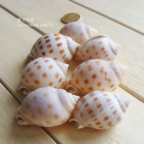 Conch shell Starfish Chessboard Chessboard chessboard chessboard spotted conch 2 floor decoration fish tank DIY