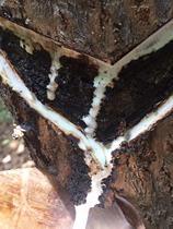 Wipe the hand wipe the paint Transparent increase the finish brightness Good selection of good paint Special paint made of raw paint Earth paint Big paint