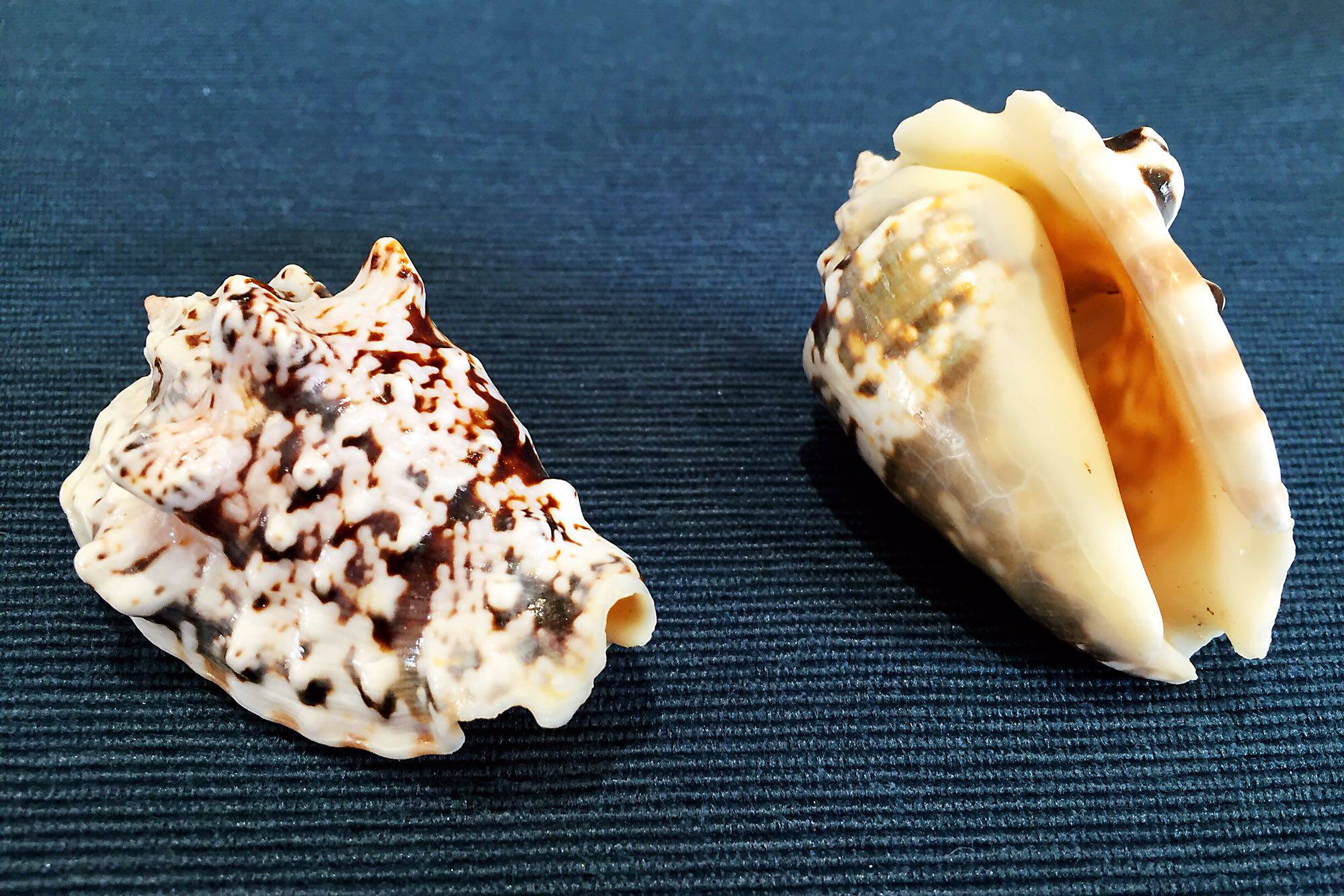 绿蝾螺红塔螺 天然海螺贝壳鱼缸水族箱造景装饰 卷贝鱼寄居蟹换壳