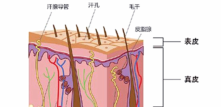 我们护发主要就是把这一层轻柔的抚平,让它不炸开. 皮质层