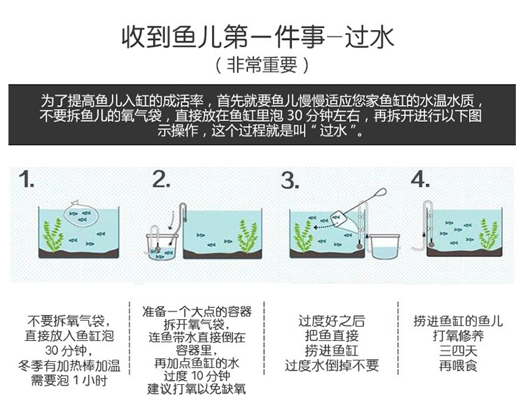台湾蝴蝶鲤鱼养殖方法图片