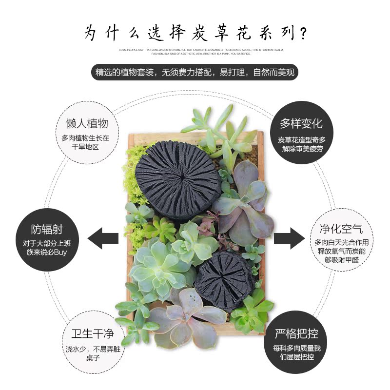 ECOEY 多肉植物组合盆栽多肉微景观炭草花 多肉组合肉肉植物盆栽产品展示图1