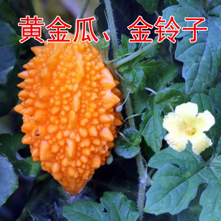 蔬菜种子黄金瓜种子水果苦瓜小癞瓜 果肉可食 庭院盆栽 10粒装