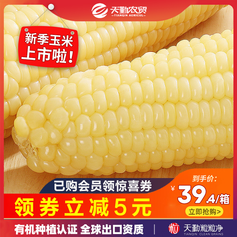 21 years new corn Tianqin grain net organic 10 non-Northeast sticky glutinous rice sticky fresh vacuum Sweet glutinous corn cob