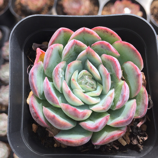 办公桌 雅典娜 新品阳台景天科窗台趣味美观办公桌多头群生多肉 多肉