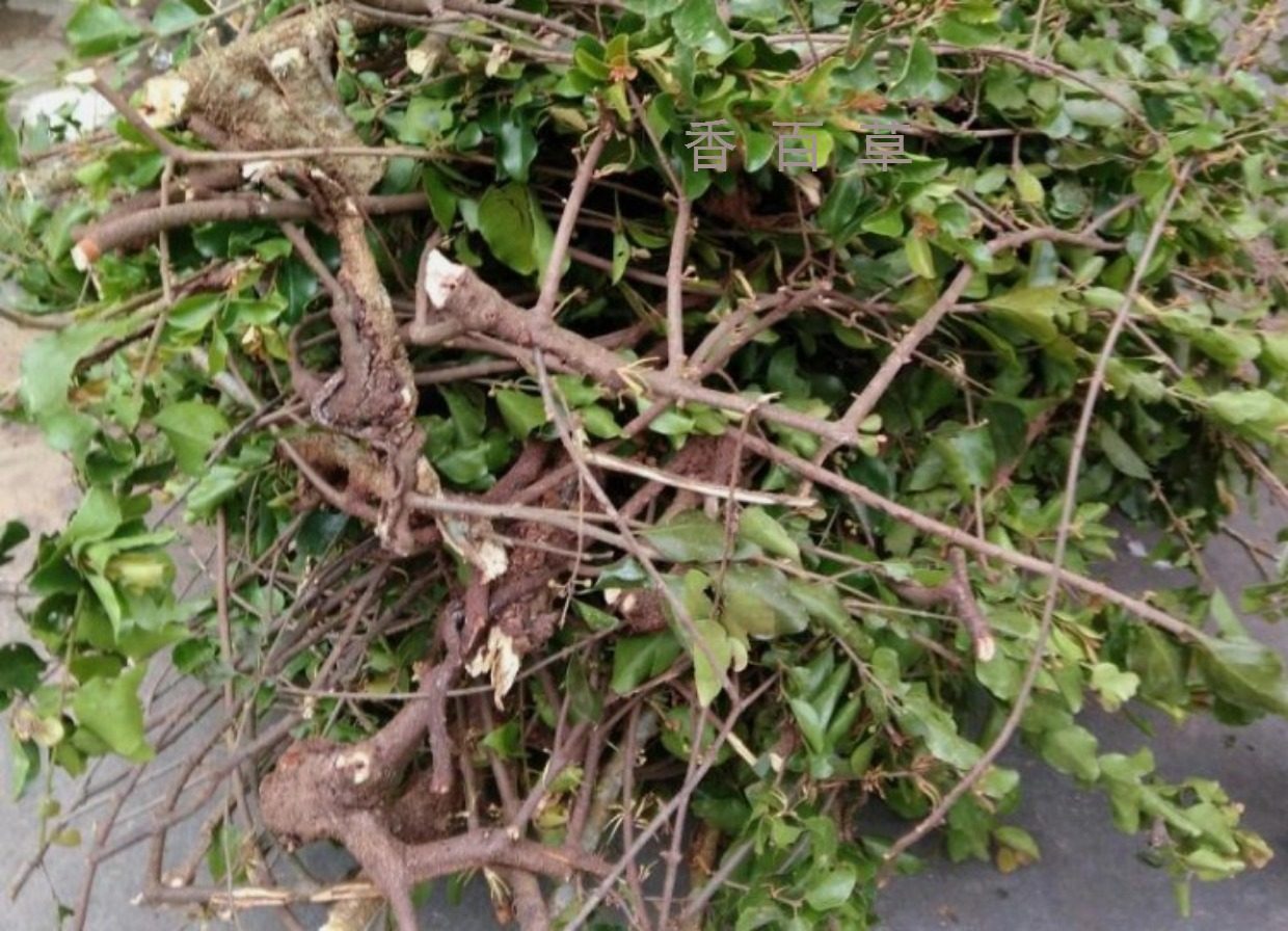 野生桑寄生500g包邮 桑寄生茶 广寄生配杜仲当归干货可磨粉