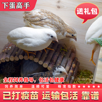 Luding G Pet Living Balcony Pet Species Egg Peter Mini View Quail Pets Lower Egg Pet Chicken Ornamental G