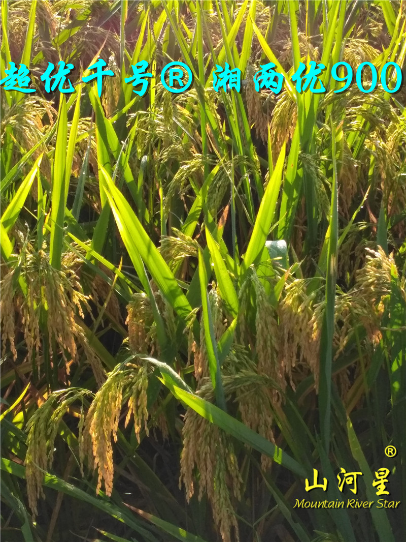 超优千号1000水稻谷种子超级杂交稻亩产吨粮袁隆平世界纪录优质米